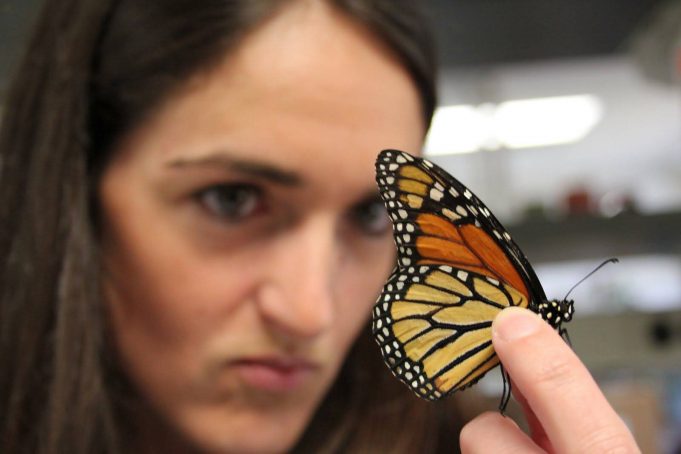 Team finds link between vitamin A and brain response in Monarch butterflies