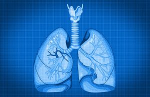 With cellular blueprint for lungs, researchers look ahead to organ regeneration With cellular blueprint for lungs researchers look ahead to organ regeneration