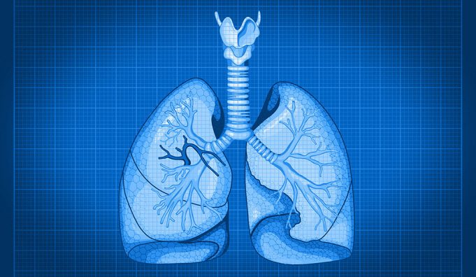 With cellular blueprint for lungs, researchers look ahead to organ regeneration With cellular blueprint for lungs researchers look ahead to organ regeneration