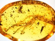 100 million years in amber Researchers discover oldest fossilized slime mold