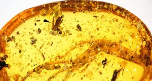 100 million years in amber Researchers discover oldest fossilized slime mold