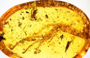 100 million years in amber: Researchers discover oldest fossilized slime mold 100 million years in amber Researchers discover oldest fossilized slime mold
