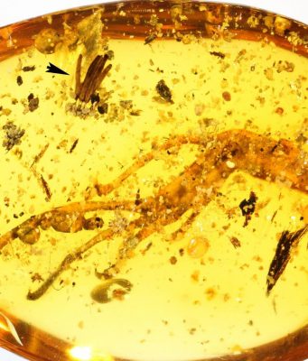 100 million years in amber: Researchers discover oldest fossilized slime mold 100 million years in amber Researchers discover oldest fossilized slime mold