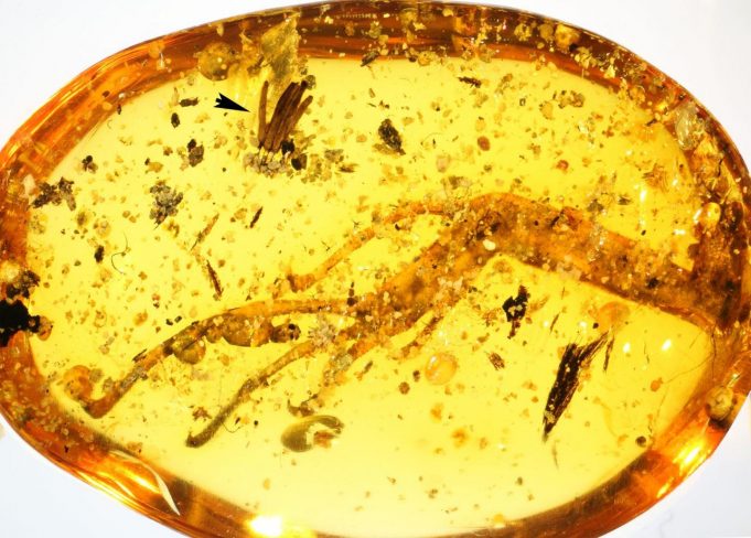 100 million years in amber: Researchers discover oldest fossilized slime mold 100 million years in amber Researchers discover oldest fossilized slime mold