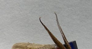 3 D movies reveal how cuttlefish determine distance when striking at prey