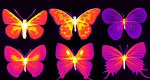 Beating the heat in the living wings of butterflies scaled