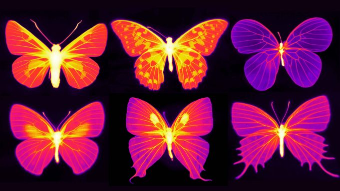 Beating the heat in the living wings of butterflies scaled