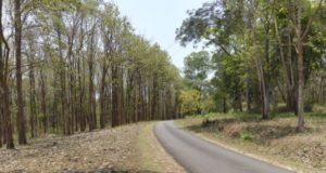 Biodiverse forests better at storing carbon for long periods says study