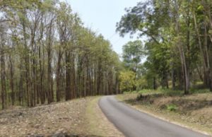 Biodiverse forests better at storing carbon for long periods, says study Biodiverse forests better at storing carbon for long periods says study