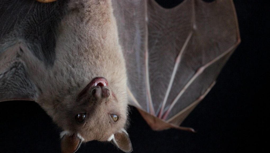 Birds and bats have strange gut microbiomes—probably because they can fly