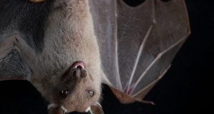Birds and bats have strange gut microbiomes—probably because they can fly