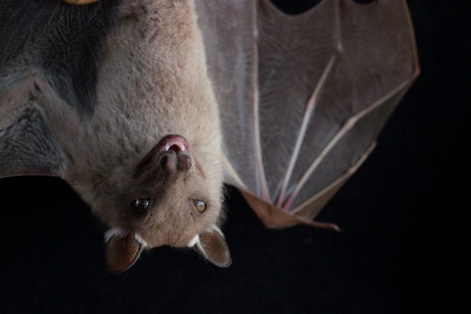 Birds and bats have strange gut microbiomes—probably because they can fly