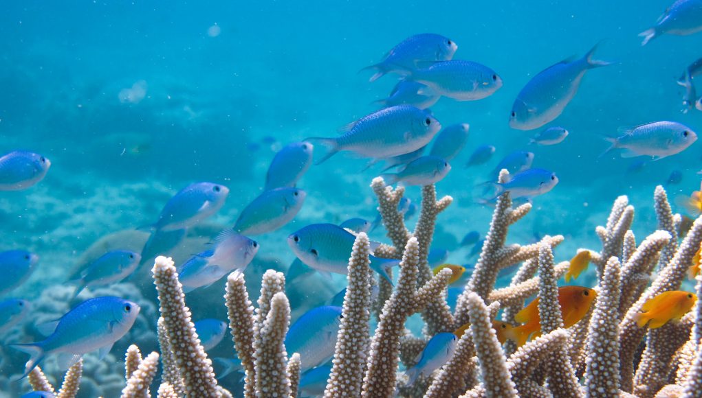 Double checking the science Ocean acidification does not impair the behavior of coral reef fishes scaled