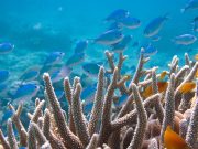 Double checking the science Ocean acidification does not impair the behavior of coral reef fishes scaled