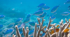 Double checking the science Ocean acidification does not impair the behavior of coral reef fishes scaled