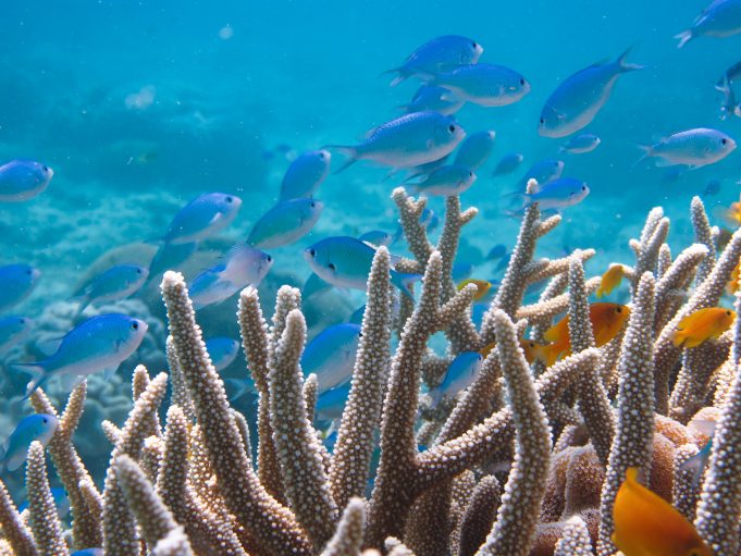 Double-checking the science: Ocean acidification does not impair the behavior of coral reef fishes Double checking the science Ocean acidification does not impair the behavior of coral reef fishes scaled