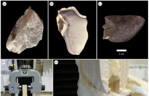 Early humans revealed to have engineered optimized stone tools at Olduvai Gorge Early humans revealed to have engineered optimized stone tools at Olduvai Gorge