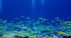 Earths most biodiverse ecosystems face a perfect storm scaled