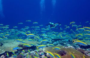 Earth’s most biodiverse ecosystems face a perfect storm Earths most biodiverse ecosystems face a perfect storm scaled