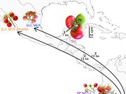 Evolution on the vine scaled