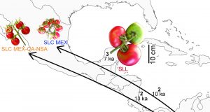 Evolution on the vine scaled