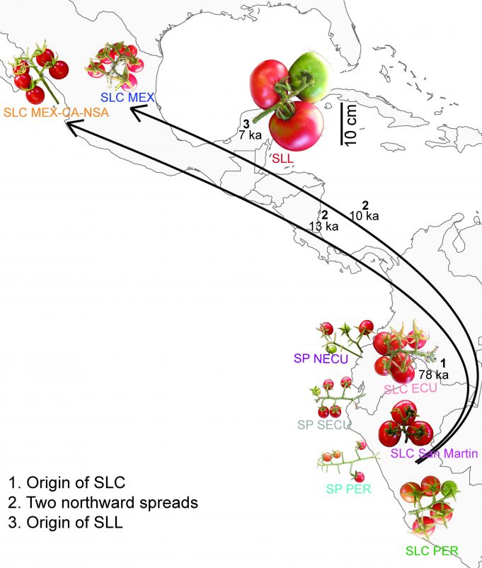 Evolution on the vine: A history of tomato domestication in Latin America Evolution on the vine scaled