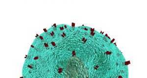 Finding a new way to fight late stage sepsis by boosting cells antibacterial properties