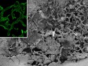 First mushrooms appeared earlier than previously thought