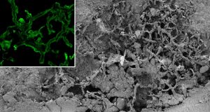 First mushrooms appeared earlier than previously thought