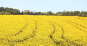 First release of genetically engineered moth could herald new era of crop protection