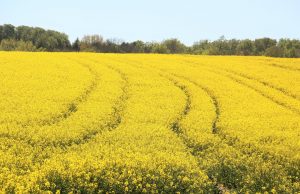 First release of genetically engineered moth could herald new era of crop protection First release of genetically engineered moth could herald new era of crop protection