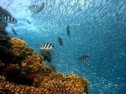 Fisheries management is actually working global analysis shows