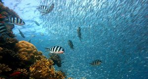 Fisheries management is actually working global analysis shows
