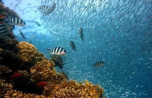 Fisheries management is actually working, global analysis shows Fisheries management is actually working global analysis shows