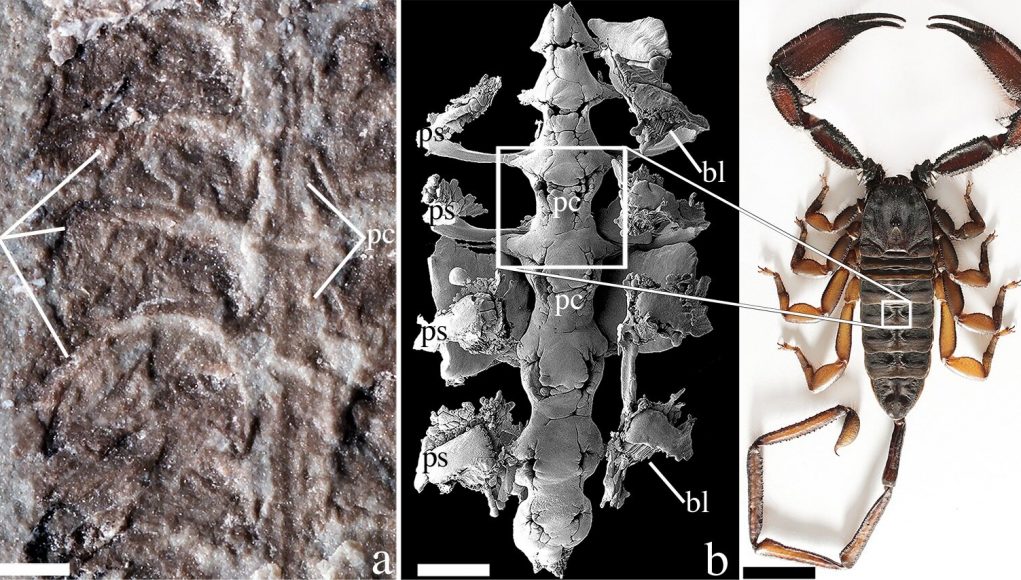 Fossil is the oldest known scorpion