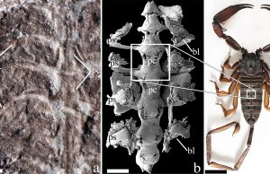 Fossil is the oldest-known scorpion Fossil is the oldest known scorpion