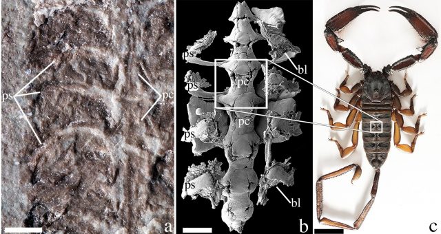 Fossil is the oldest known scorpion Fossil is the oldest known scorpion