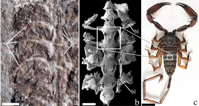 Fossil is the oldest-known scorpion Fossil is the oldest known scorpion