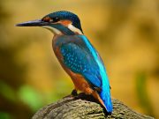 Global database of all bird species shows how body shape predicts lifestyle