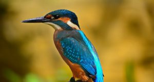 Global database of all bird species shows how body shape predicts lifestyle