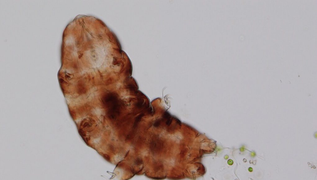 High temperatures due to global warming will be dramatic even for tardigrades