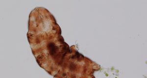 High temperatures due to global warming will be dramatic even for tardigrades