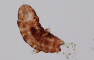 High temperatures due to global warming will be dramatic even for tardigrades High temperatures due to global warming will be dramatic even for tardigrades