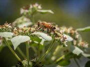 Insecticides becoming more toxic to honey bees
