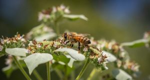 Insecticides becoming more toxic to honey bees