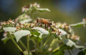 Insecticides becoming more toxic to honey bees Insecticides becoming more toxic to honey bees