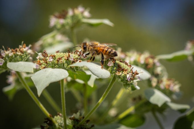 Insecticides becoming more toxic to honey bees Insecticides becoming more toxic to honey bees