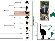 Inside story on cassowary evolution