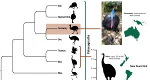 Inside story on cassowary evolution