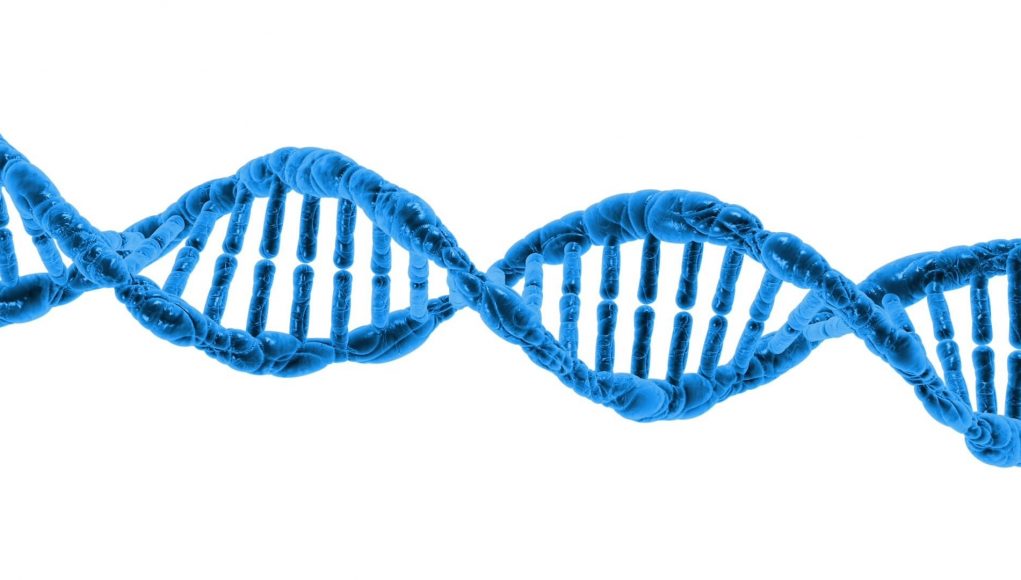 Jumping genes help stabilize DNA folding patterns